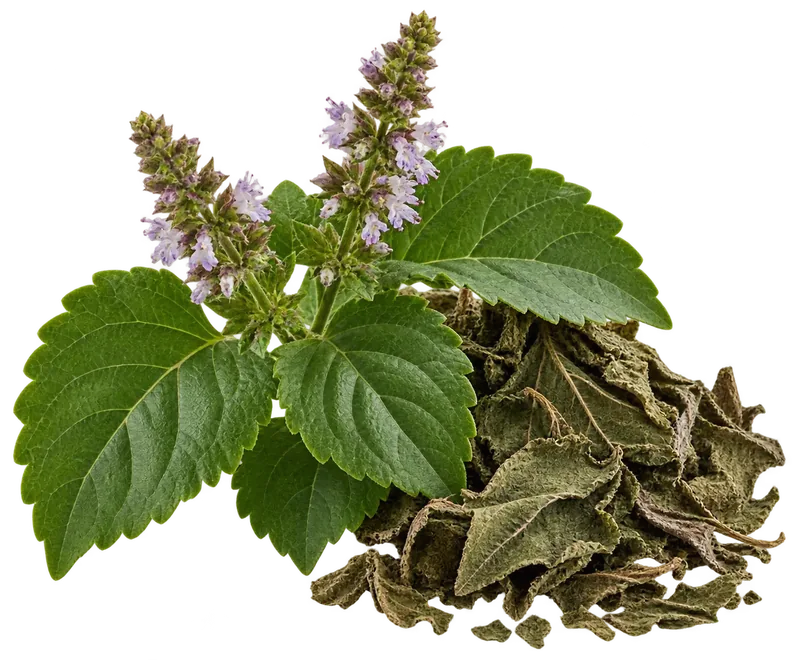 Patchouli