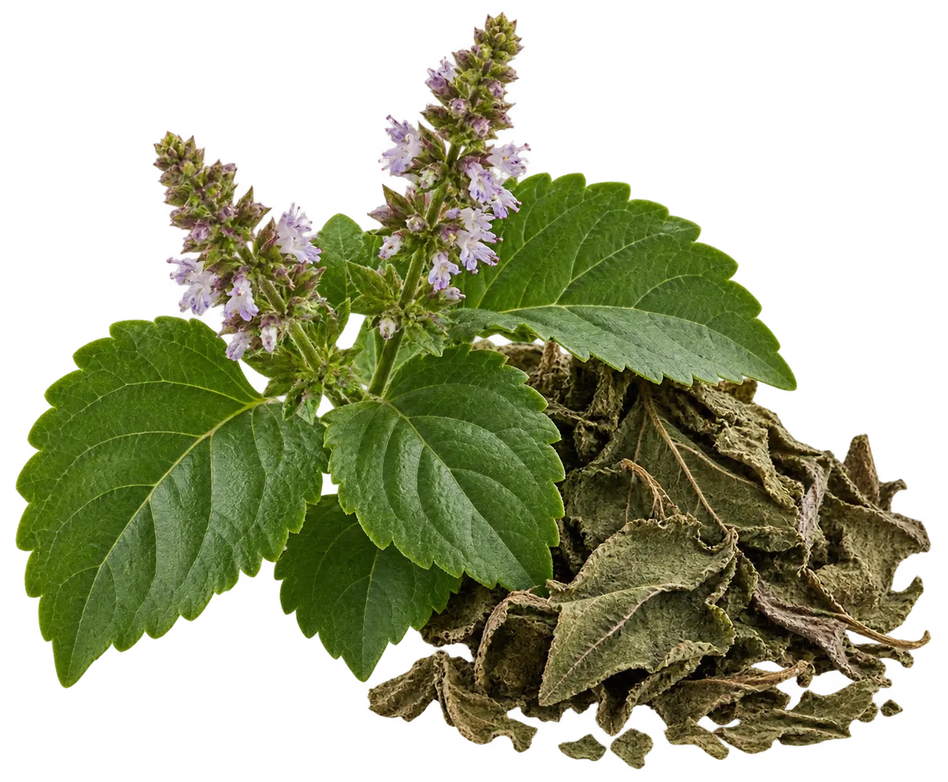 Patchouli